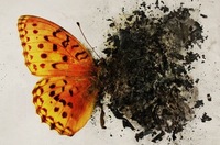 Deborah P.